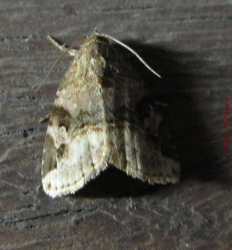 Réf. 89 046 : Ozarba perplexa