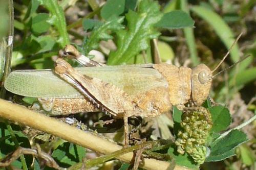 Réf. 89 081 : Oedipoda sp.