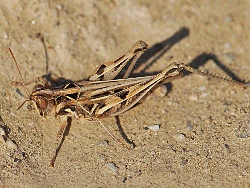 Dociostaurus jagoi occidentalis