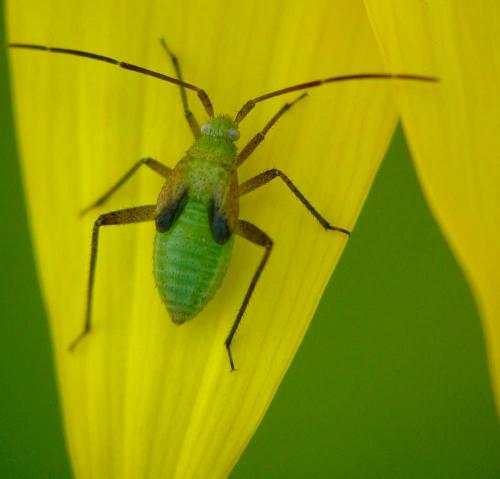 Réf. 89 215 : Adelphocoris sp.