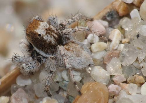 Aelurillus sp.