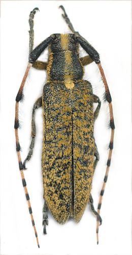Agapanthia dahli walteri