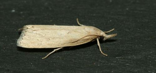 Réf. 89 955 : Chilo phragmitella
