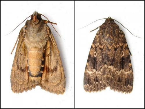 Réf. 89 397 : Amphipyra berbera