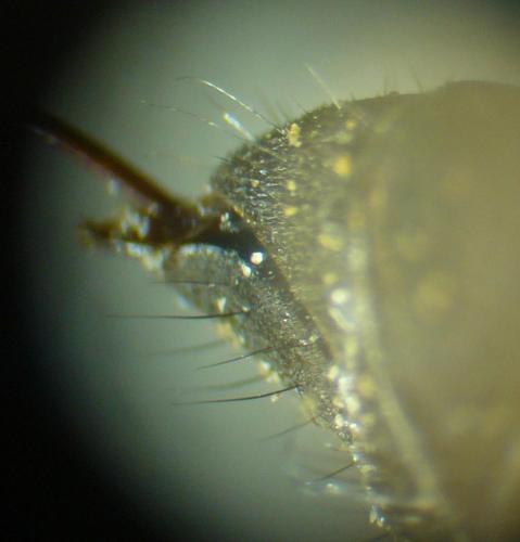 Réf. 89 768 : Entomobora crassitarsis