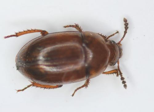 Leiodes sp.