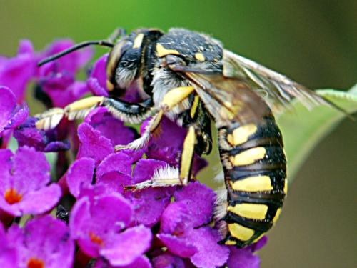 Anthidium florentinum