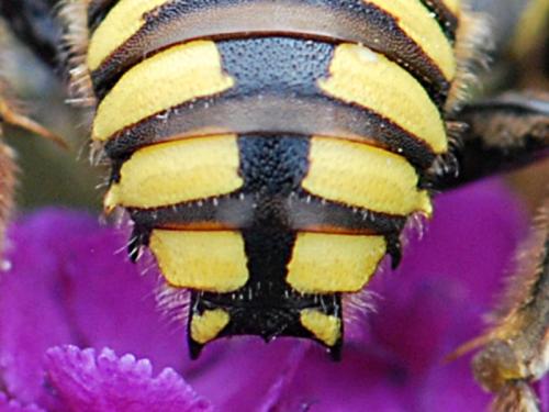 Anthidium florentinum