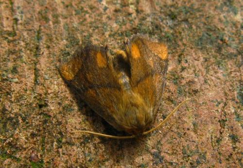 Réf. 89 153 : Apoda limacodes