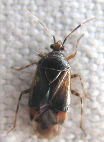 Deraeocoris flavilinea