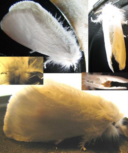 Euproctis similis