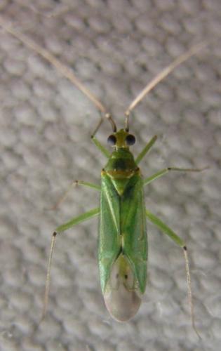Blepharidopterus angulatus