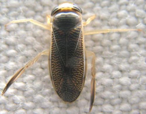 Sigara sp.