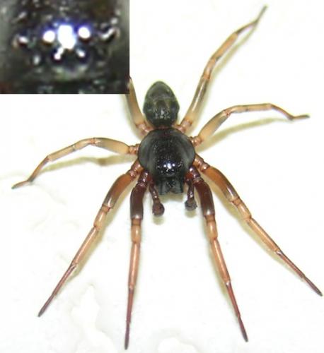 Cetonana laticeps