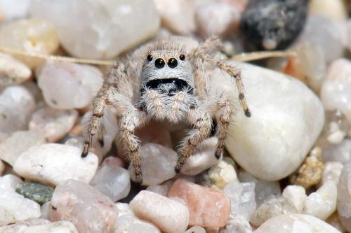 Aelurillus sp.