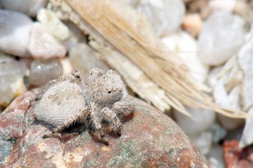 Aelurillus sp.
