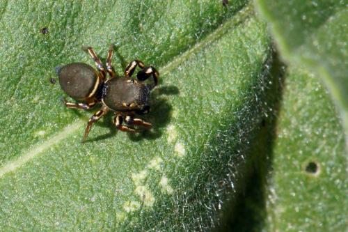 Réf. 89 003 : Heliophanus auratus