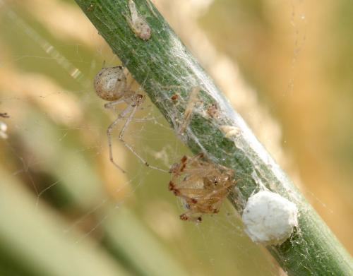 Platnickina nigropunctata