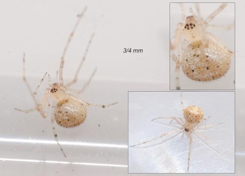 Platnickina nigropunctata