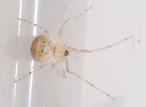 Platnickina nigropunctata