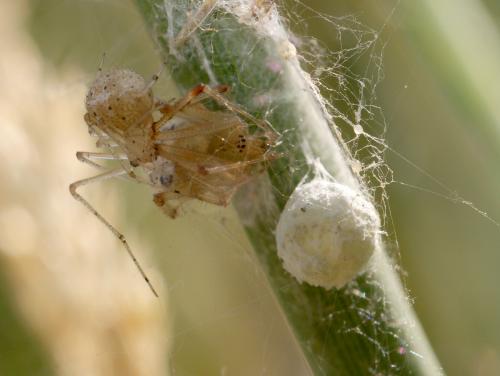 Réf. 89 517 : Platnickina nigropunctata