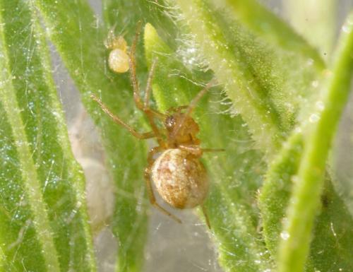 Réf. 89 609 : Anelosimus sp.