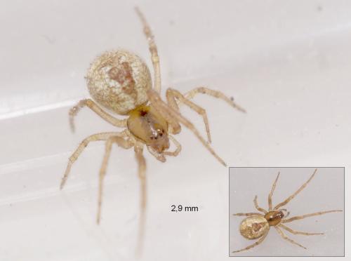 Réf. 89 610 : Anelosimus sp.