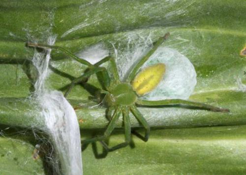Micrommata sp.