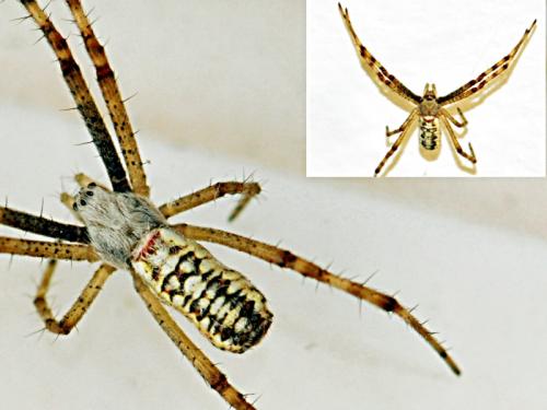 Argiope bruennichi