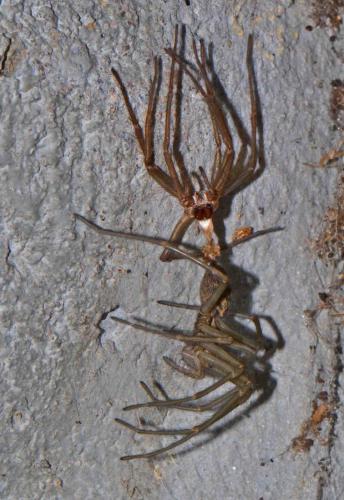 Tegenaria sp.