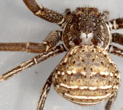 Xysticus sp.