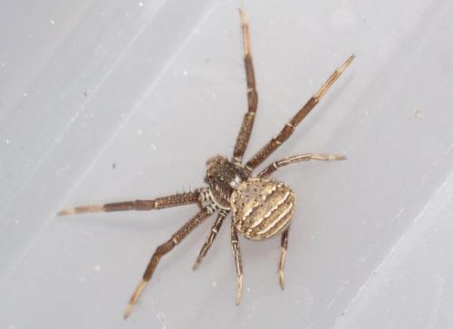 Xysticus sp.