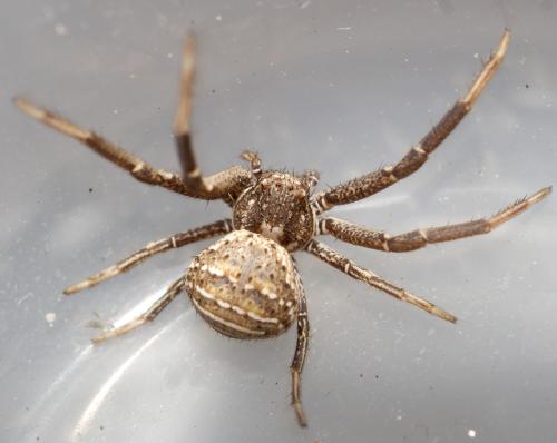 Xysticus sp.