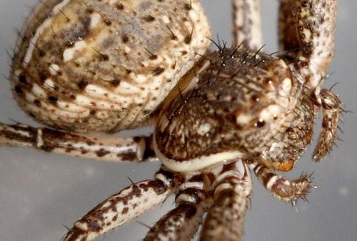 Réf. 89 577 : Xysticus sp.