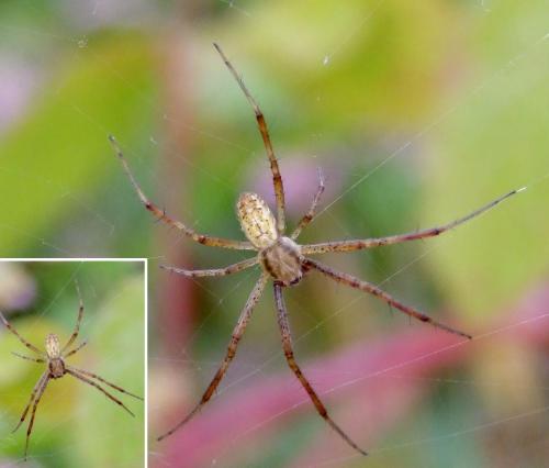 Argiope bruennichi