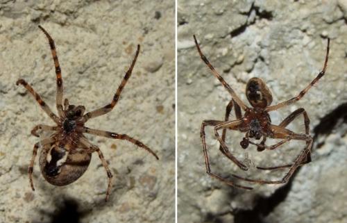 Larinioides sclopetarius