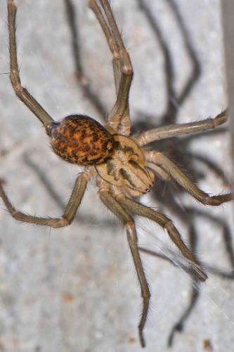 Tegenaria sp.