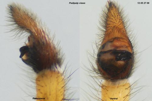 Arctosa similis
