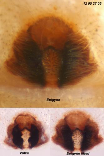 Réf. 89 347 : Philodromus buxi