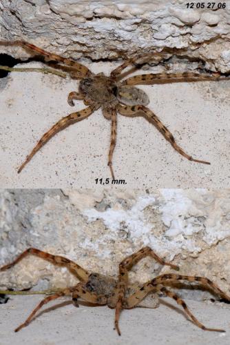 Arctosa similis