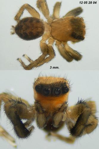 Réf. 89 283 : Euophrys rufibarbis
