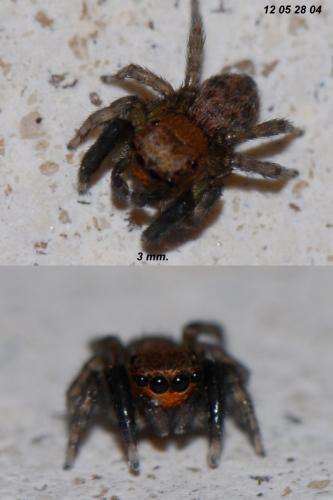 Réf. 89 282 : Euophrys rufibarbis