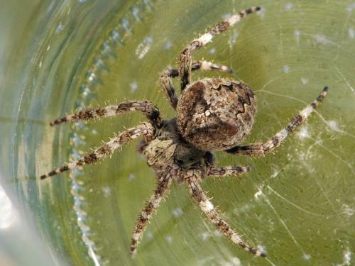 Araneus angulatus