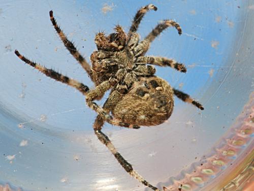 Araneus angulatus