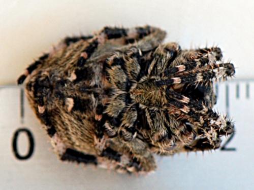 Araneus angulatus