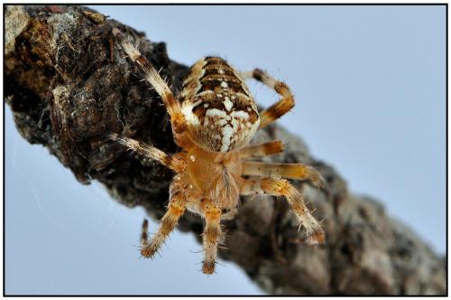 Araneus diadematus