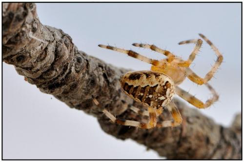 Araneus diadematus