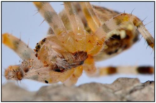 Araneus diadematus