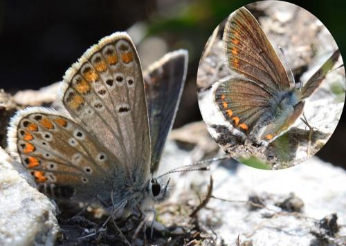 Réf. 89 010 : Aricia artaxerxes