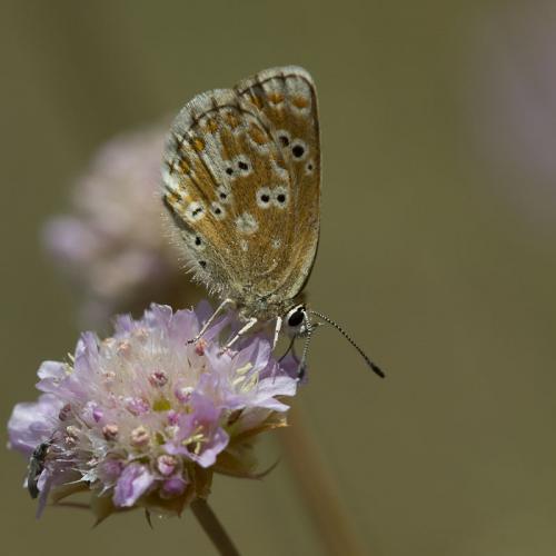 Aricia morronensis